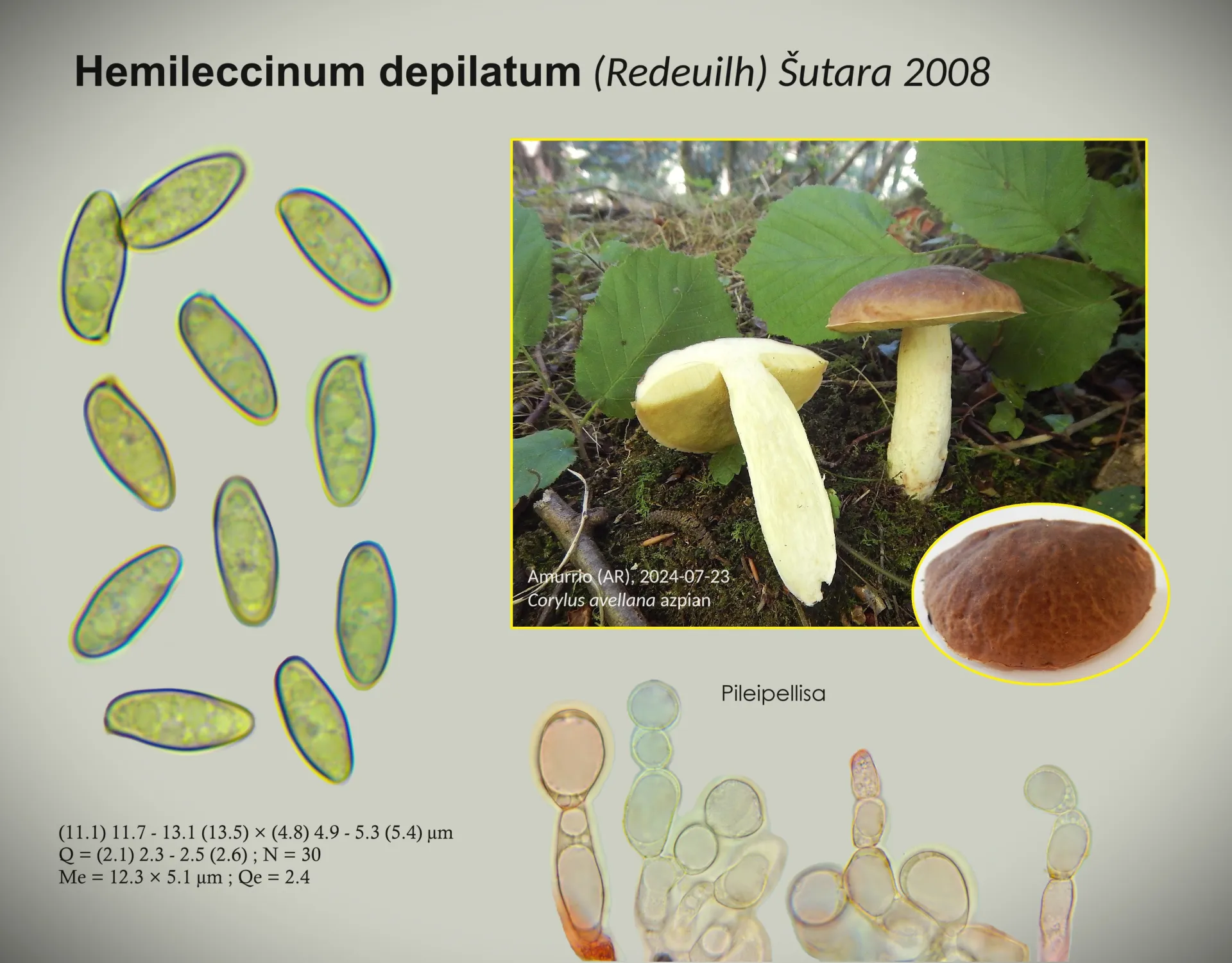 Hemileccinum depilatum